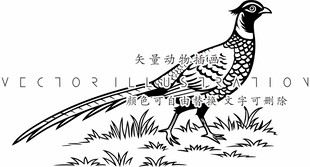 红腹锦鸡