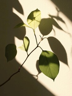 阳光下的嫩绿枝叶剪影