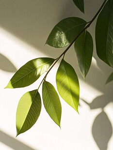 阳光下的翠绿枝叶