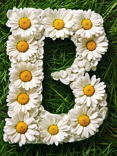 雏菊拼成的字母E