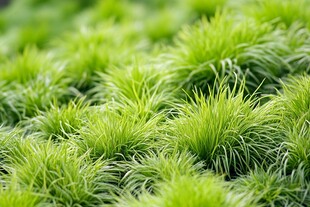 翠绿丛生小草生机盎然