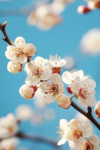 枝头绽白梅 蓝天衬芳华