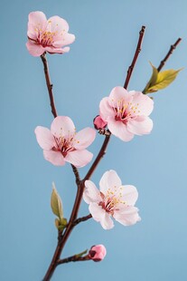 蓝背景下绽放的粉嫩桃花