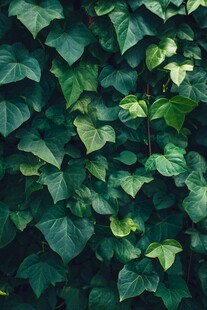 翠绿常春藤叶墙