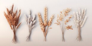 多彩麦穗干花装饰素材