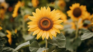 阳光下的灿烂向日葵