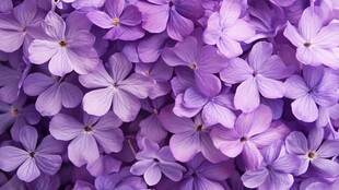 紫色绣球花簇拥的美丽画面