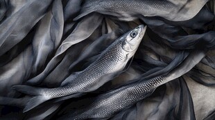 银鱼卧于褶皱灰布之上