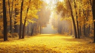 秋日林荫道 金黄诗意画卷