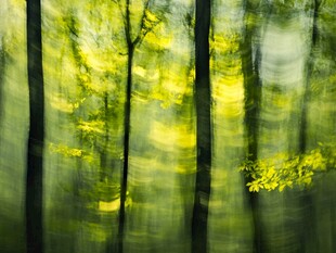 梦幻绿意森林朦胧景致