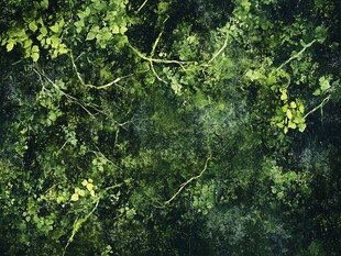 茂密绿植的自然景致