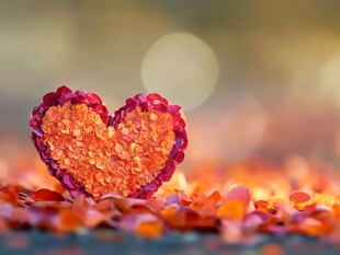 心形花瓣浪漫场景