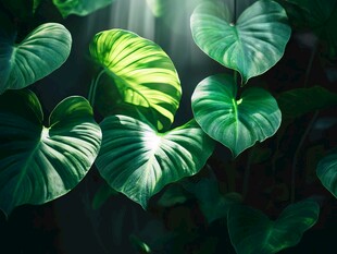 梦幻绿境中的心形叶片