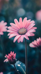 粉色雏菊绽放的美丽瞬间