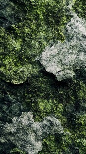 岩石上的翠绿苔藓纹理