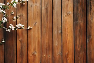 木墙旁绽放的白色花枝