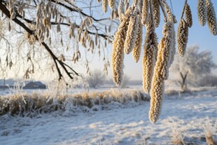 冬日霜挂枝头的美丽景致