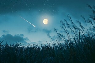 月夜下的流星与摇曳芦苇