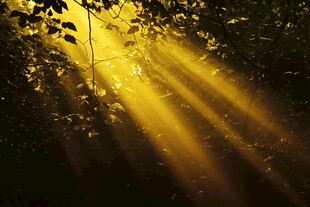 林间金光洒落的美妙瞬间