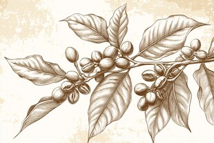 复古风咖啡树枝叶果实图