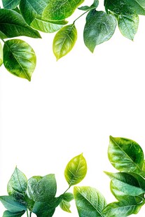 绿叶边框 清新自然背景
