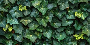 翠绿常春藤叶墙