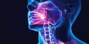 人体颈部与口腔骨骼透视图