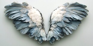 梦幻羽翼 纯净优雅之美