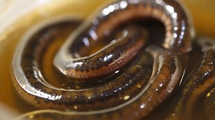 碗中蠕动的多只褐色蚯蚓