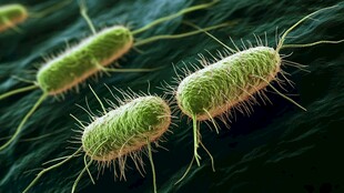 绿色细菌微观视图