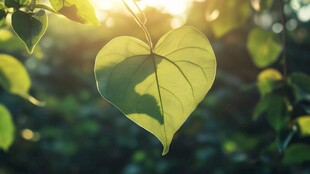 心形绿叶在阳光下闪耀