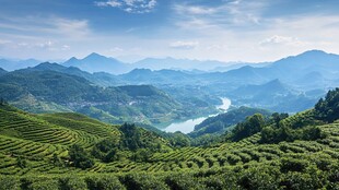青山茶海间的秀丽山水风光