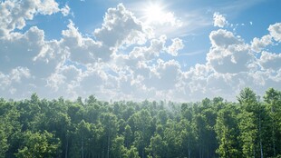 阳光照耀下的茂密森林