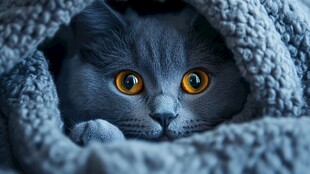 躲在毛毯里的好奇灰猫