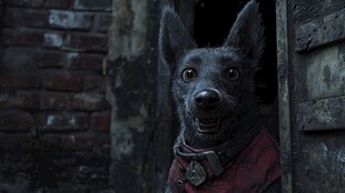 灰狗穿红衣好奇张望