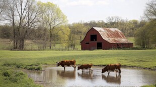 乡村红 barn 边牛群饮水图