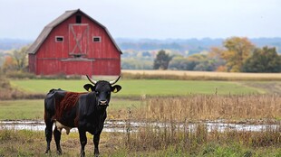 田野红 barn 前的黑牛