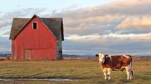 乡村红 barn 前的奶牛风景