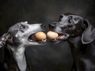 两犬衔蛋趣味瞬间