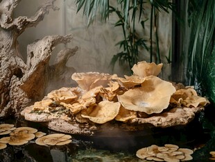 中式禅意菌菇水景景观