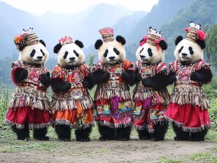 熊猫穿民族服饰可爱亮相