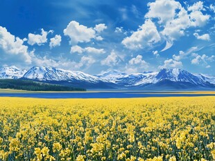 雪山下的金黄花海美景