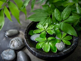 碗中绿植与温润鹅卵石