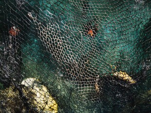渔网中的螃蟹与海底景象