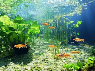 水下金鱼与绿植的梦幻世界