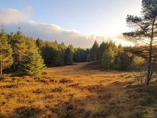 夕阳下的林间开阔草地