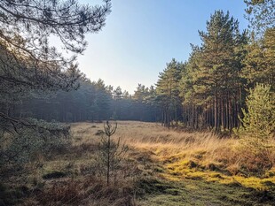 阳光照耀下的静谧林间草地