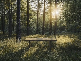 林间长椅沐晨光