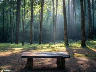 林间长椅 阳光洒落静谧之境