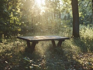 林间阳光照耀下的静谧长椅